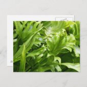 Briefkaart Fishtail Fern (Voorkant / Achterkant)