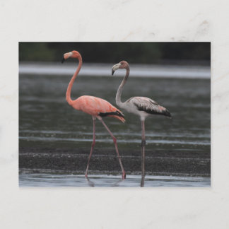 Briefkaart Flamingo Pair
