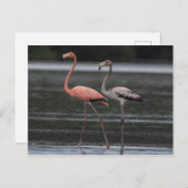 Briefkaart Flamingo Pair (Voorkant / Achterkant)