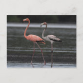 Briefkaart Flamingo Pair (Voorkant)