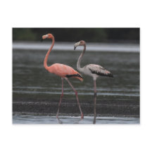 Briefkaart Flamingo Pair