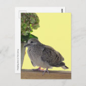 Briefkaart - Fledgling Dove (Voorkant / Achterkant)