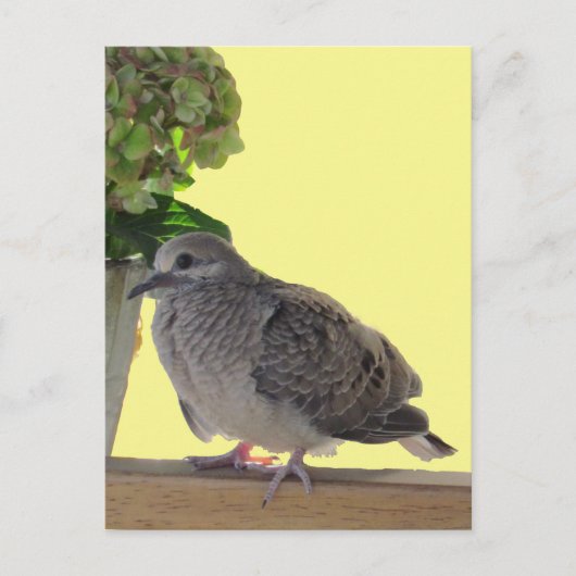 Briefkaart - Fledgling Dove (Voorkant)
