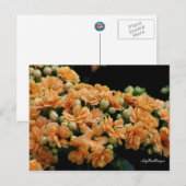 Briefkaart Floral Oranje Begonias (Voorkant / Achterkant)