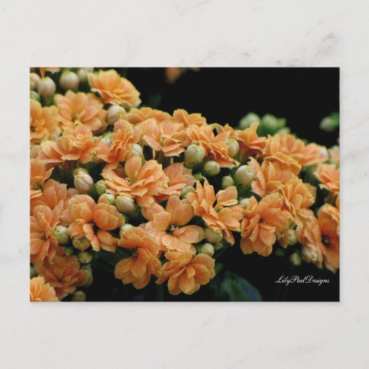 Briefkaart Floral Oranje Begonias (Voorkant)