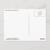 Briefkaart Flowers Fields Carlsbad, CA (Achterkant)