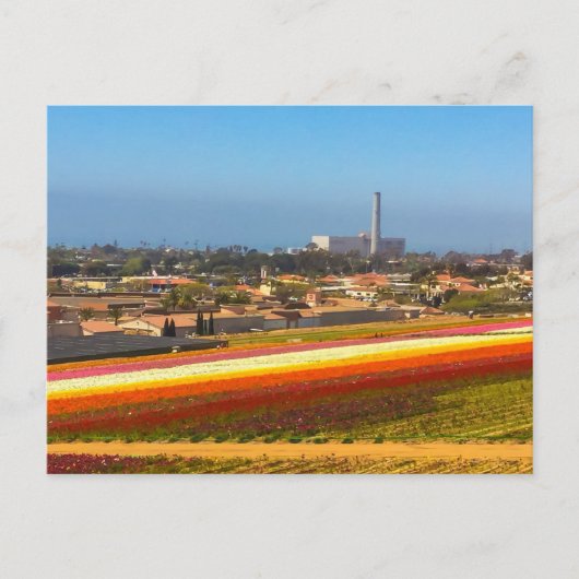Briefkaart Flowers Fields Carlsbad, CA (Voorkant)