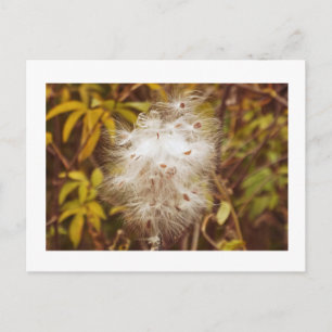 briefkaart, "FLUFFY WHITE MILKWEED" Briefkaart
