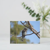 Briefkaart - Flycatcher (Staand voorkant)
