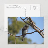 Briefkaart - Flycatcher (Voorkant / Achterkant)