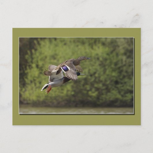 Briefkaart Flying Duck (Voorkant)