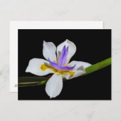 Briefkaart - Fortnight Lily (Voorkant / Achterkant)