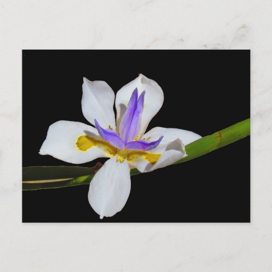 Briefkaart - Fortnight Lily (Voorkant)