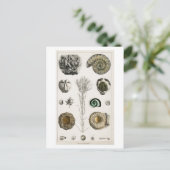 BRIEFKAART  FOSSILCHART (Staand voorkant)