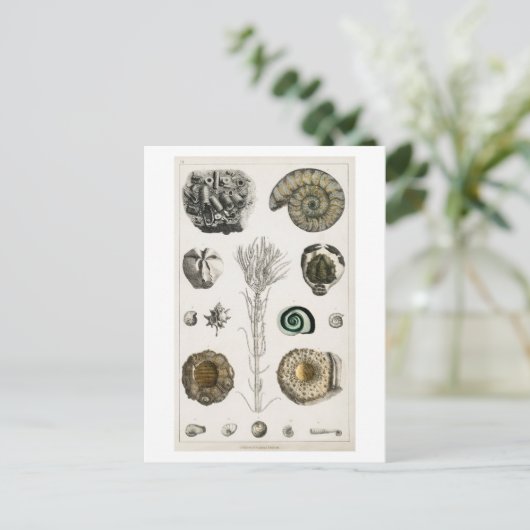 BRIEFKAART  FOSSILCHART (Staand voorkant)