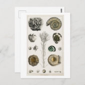 BRIEFKAART  FOSSILCHART (Voorkant / Achterkant)