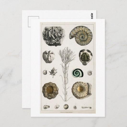BRIEFKAART  FOSSILCHART (Voorkant / Achterkant)