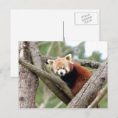 Briefkaart Foto: red panda, animal 0501. (Voorkant / Achterkant)
