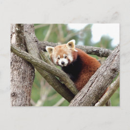 Briefkaart Foto: red panda, animal 0501.