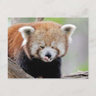 Briefkaart Foto: red panda, animal 0504.
