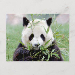 Briefkaart Foto reus panda, animal 0329.