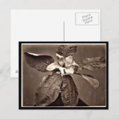 Briefkaart- fotografie-Charles Aubry 24 Briefkaart (Voorkant / Achterkant)