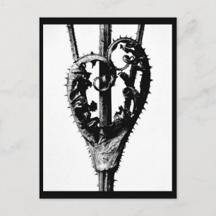 Briefkaart- Fotografie-Karl Blossfeldt 46 Briefkaart