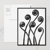 Briefkaart- fotografie-Karl Blossfeldt 8 Briefkaart (Voorkant / Achterkant)