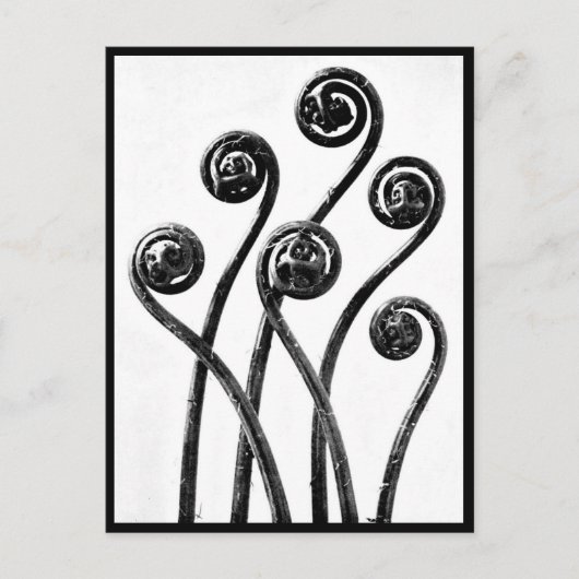 Briefkaart- fotografie-Karl Blossfeldt 8 Briefkaart (Voorkant)