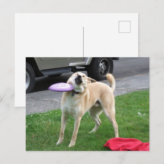 Briefkaart Frisbee Dog Meme (Voorkant / Achterkant)
