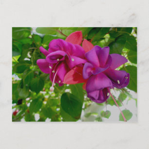 Briefkaart Fuschia
