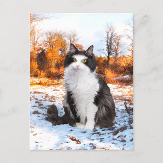 briefkaart "Fuzzer"