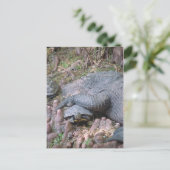 briefkaart "Gator Hugs" (Staand voorkant)