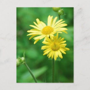 Briefkaart Gele bloemen