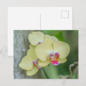 Briefkaart - Gele orchidee (Voorkant / Achterkant)