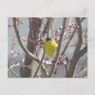 Briefkaart - Gele vink in de Cherry Tree