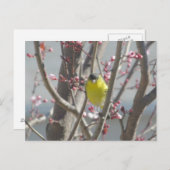 Briefkaart - Gele vink in kersenboom (Voorkant / Achterkant)