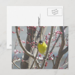 Briefkaart - Gele vink in kersenboom