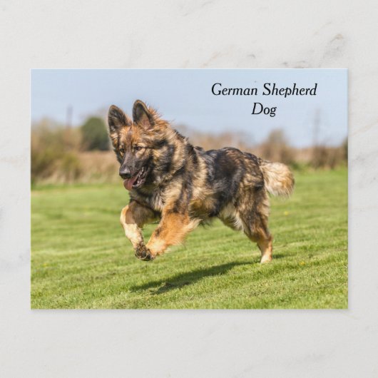 Briefkaart German Shepherd Dog Alsatian (Voorkant)