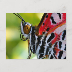 Briefkaart/geschilderde dame vlinder briefkaart