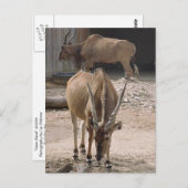 briefkaart "Giant Eland" (Voorkant / Achterkant)