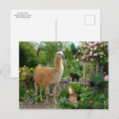 briefkaart "Gigi The Llama" (Voorkant / Achterkant)
