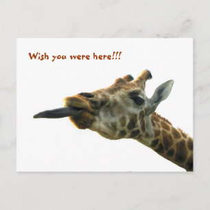 BRIEFKAART - GIRAFFE
