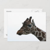 Briefkaart: Giraffe Briefkaart (Voorkant / Achterkant)
