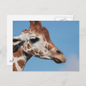 Briefkaart Giraffe profiel (Voorkant / Achterkant)