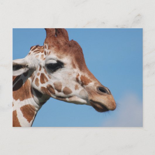 Briefkaart Giraffe profiel (Voorkant)