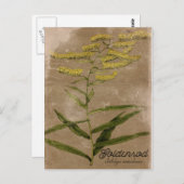  Briefkaart Goldenrodventilator (Voorkant / Achterkant)