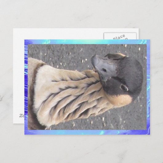 Briefkaart - Goose (Voorkant / Achterkant)