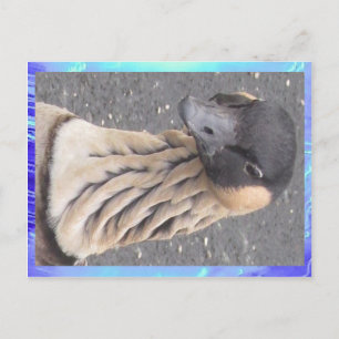 Briefkaart - Goose