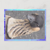 Briefkaart - Goose (Voorkant)